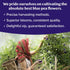 (15 VAHDAM, Butterfly Pea Flower Pyramid Bags) Vegan, Non-GMO | Delicate & Earthy | Direct From Source Plant-Based