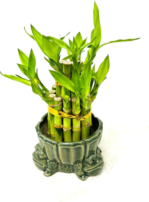 JM BAMBOO 3&5 Two-Tiered Lucky Bamboo Frog Stand Vase Green