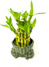 JM BAMBOO 3&5 Two-Tiered Lucky Bamboo Frog Stand Vase Green
