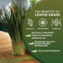 7oz 100% Worldwide Botanicals Organic Lemon Grass Leaves - Loose Leaf - Cut and Sifted pure Cymbopogon citratus