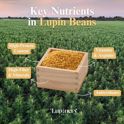 500g, 15 Lupinery Lupin Beans High Protein, Low Carb, Gluten-Free, Non-GMO Australian Grown Lupini Bean MIN SOAKING