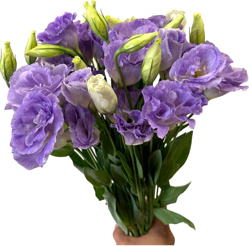 10 Next day delivery Stems Lisianthus Grade Smoked Purple Platycodon Fresh Cut Flowers Bouquet Birthdays Friendship