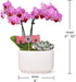 4" Green Circle Growers Pink Orchid with Succulent in White Ceramic Pot with Mom Pick, Live Indoor Plants, House Plant