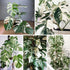5-9" Philodendron Plant Live, Rare Tropical Variegated Live Indoor Houseplant, Starter Plants No Pot, in Tall (Monstera