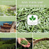 3 oz TODICAMP Premium Silver Needle Tea - of Premium White Tea Loose Leaf