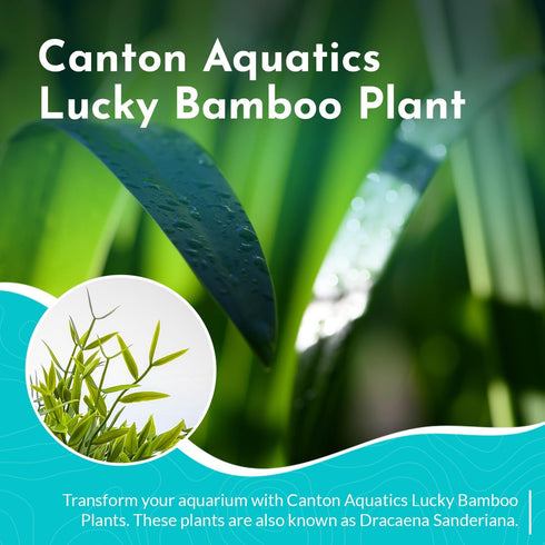 5 Pack 8 Inches Lucky Bamboo - Tall Bamboo Plant, Real Plants Indoor Decor, Perfect Small Plant for Home and Office