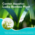 5 Pack 8 Inches Lucky Bamboo - Tall Bamboo Plant, Real Plants Indoor Decor, Perfect Small Plant for Home and Office