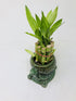 JM BAMBOO 10 4" Elegant Turtle Vase with stalks Lucky Bamboo