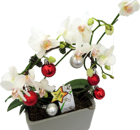 3" Christmas Infinity Loop with White Moth Orchid Plant in Gray Ceramic Pot- Phalaenopsis - Pot - Easy House Plant