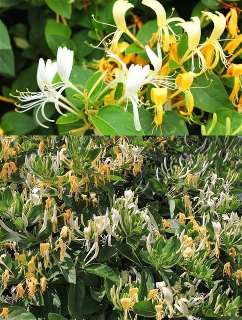 PALPLUS -10.58 (300g) Organic Natural Pure Honeysuckle Flower(Lonicera Japonica) Dried Bulk Herbs Ounce