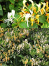 PALPLUS -10.58 (300g) Organic Natural Pure Honeysuckle Flower(Lonicera Japonica) Dried Bulk Herbs Ounce