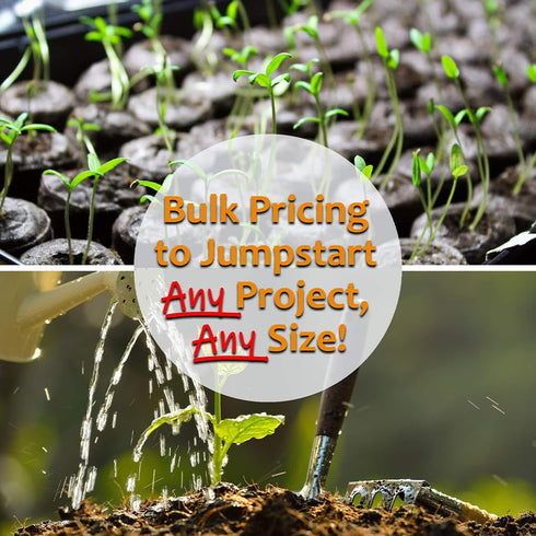 5 Lb Organic Hulled (Husk Removed) Seeds: - Non-GMO Cereal Grain - Make Millet Beer, Grind Millet Flour, Cereal, Bird