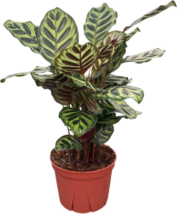 CoollectivePlants Calathea Makoyana Live Indoor Plant in 6 Grower Pot, Easy Care