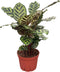 CoollectivePlants Calathea Makoyana Live Indoor Plant in 6 Grower Pot, Easy Care