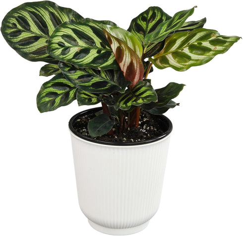 Altman Plants Calathea Live Plant Decor, Makoyana Prayer Plant in 4 Inch