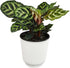 Altman Plants Calathea Live Plant Decor, Makoyana Prayer Plant in 4 Inch