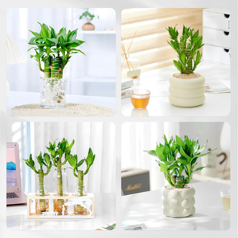 3 Set (2x6 1x8) Stalks Lucky Bamboo Plants Indoor Live - Multi-Height & for Good Luck & Prosperity - Easy Care