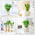 3 Set (2x6 1x8) Stalks Lucky Bamboo Plants Indoor Live - Multi-Height & for Good Luck & Prosperity - Easy Care