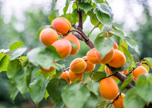 2 Food to Live - Dried Apricots, Pounds Kosher, Vegan, Bulk, Product of Turkey