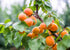 2 Food to Live - Dried Apricots, Pounds Kosher, Vegan, Bulk, Product of Turkey