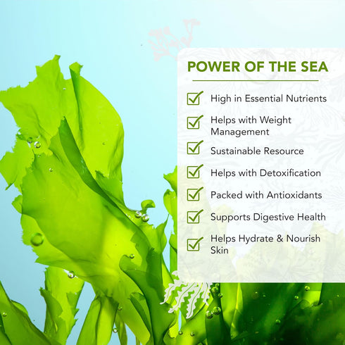 (4 oz) VITAMINSEA Sea Lettuce Dried Seaweed | Wild North Atlantic Seaweed for Snacking, Seasoning, Soups & Salads |
