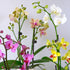 3.5" 16" Premium White Live Orchid Plant Blooming in Blue & White Orchid Pot, Live Plants, Houseplant Gifts, Approx.
