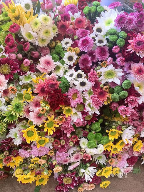 20 Stems Fresh Cut Random Mixed Color Daisy Flowers Long Blooming Period Hydroponic Flower Arrangement Suitable