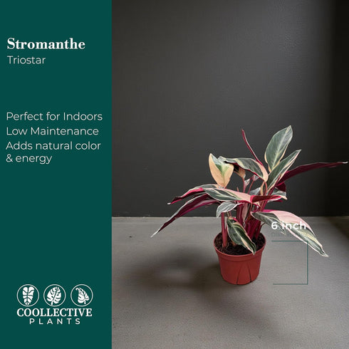 6" CoollectivePlants Stromanthe Triostar Live Plant in Pot Tricolor Indoor Houseplant, Pink Green White Variegated