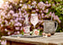 BELVOIR FRUIT FARMS 8.4 oz. Belvoir - Elderflower & Rose Lemonade - fl.