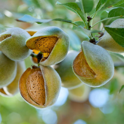 Snack-1LBS Fresh Second Phase Green Almonds Crack & Eat Inner Almond Only California Seasonal Harvest Crunchy Fresh