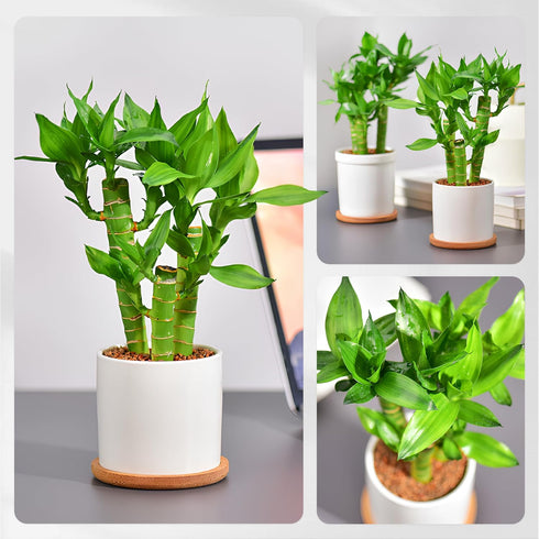 3 Set (2x6 1x8) Stalks Lucky Bamboo Plants Indoor Live - Multi-Height & for Good Luck & Prosperity - Easy Care