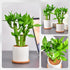 3 Set (2x6 1x8) Stalks Lucky Bamboo Plants Indoor Live - Multi-Height & for Good Luck & Prosperity - Easy Care