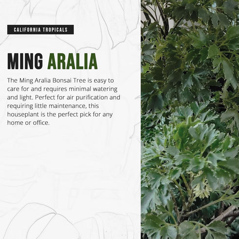 6'' California Tropicals Ming Aralia Live Bonsai Tree - Unique and Easy to Grow Houseplant for Hobbies, Desk, Interior