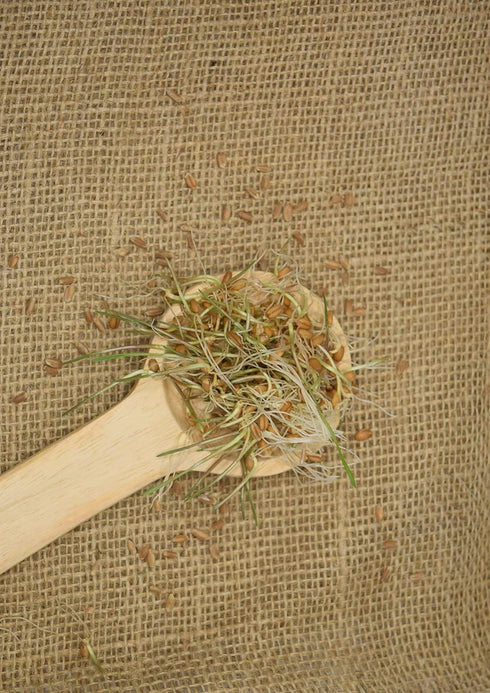 10 lb Royal Lee Organics Organic Hard Red Wheat Berries bag