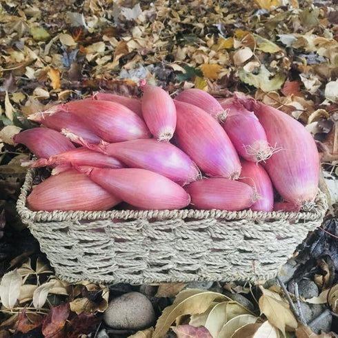 2 lb Snow Hill Organic Himalayan Shallots Bag Grown in High Altitude Nepal Product of Mt. Everest Region Fresh