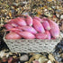 2 lb Snow Hill Organic Himalayan Shallots Bag Grown in High Altitude Nepal Product of Mt. Everest Region Fresh
