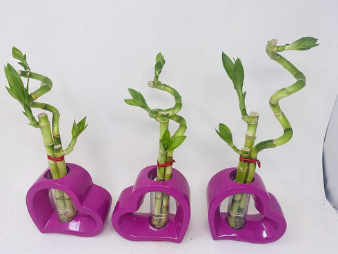JM BAMBOO (1) Lucky Bamboo Pink Heart Vase Arrangement -JMBamboo