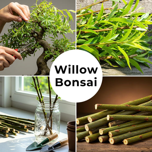 Dwarf Weeping Willow Tree Cutting - Premium CZ Grain Bonsai Starter