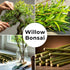 5 Abbys Willow Bonsai Forest Willow Cuttings Easy-to-Grow, Miniature Trees for Indoor or Outdoor Gardens