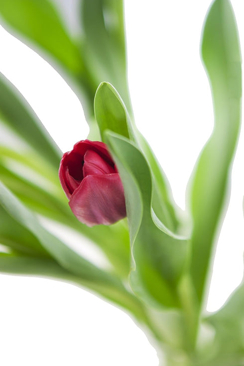Vibrant Red Tulip Bouquet with Vase - Perfect Fresh Flowers for Celebrations