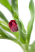 Vibrant Red Tulip Bouquet with Vase - Perfect Fresh Flowers for Celebrations