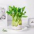(10 8 Inch) Lucky Bamboo Plants Live Indoor Stalks, - Fresh House Plants for Office Desk, Home Decor, for Positive