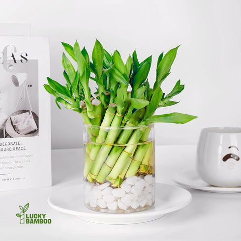 (10 6 Inch) Lucky Bamboo Plants Live Indoor Stalks, - Fresh House Plants for Office Desk, Home Decor, for Positive