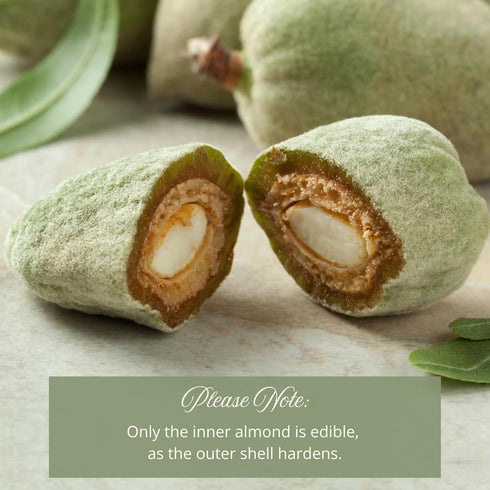 Snack-1LBS Fresh Second Phase Green Almonds Crack & Eat Inner Almond Only California Seasonal Harvest Crunchy Fresh