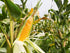 2.5 Food to Live Corn Flour, Pounds - Made from Whole Grain, Finely Ground Meal, Vegan, Kosher, Bulk, Great for Cooking