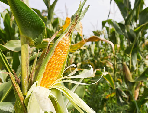 5 Food to Live Corn Flour, Pounds - Made from Whole Grain, Finely Ground Meal, Vegan, Kosher, Bulk, Great for Cooking