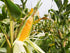 12 Food to Live Corn Flour, Ounces - Made from Whole Grain, Finely Ground Meal, Vegan, Kosher, Bulk, Great for Cooking