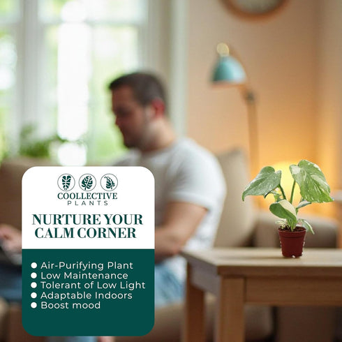 2 CoollectivePlants Monstera Thai Constellation Live Indoor Plant in Grower Pot, Variegated Monstera Houseplant, Easy