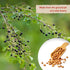 4.59oz, Eastanbul Mahlab, Mahleb Spice Ground for Pastries & Baking, AKA Mahlepi, Mahlab Spice, Greek, Turkish & Middle