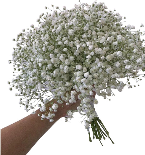 10 Stems Fresh White Gypsophila Flowers Can Be Stored In Water Or Dried Naturally Home hydroponic flower